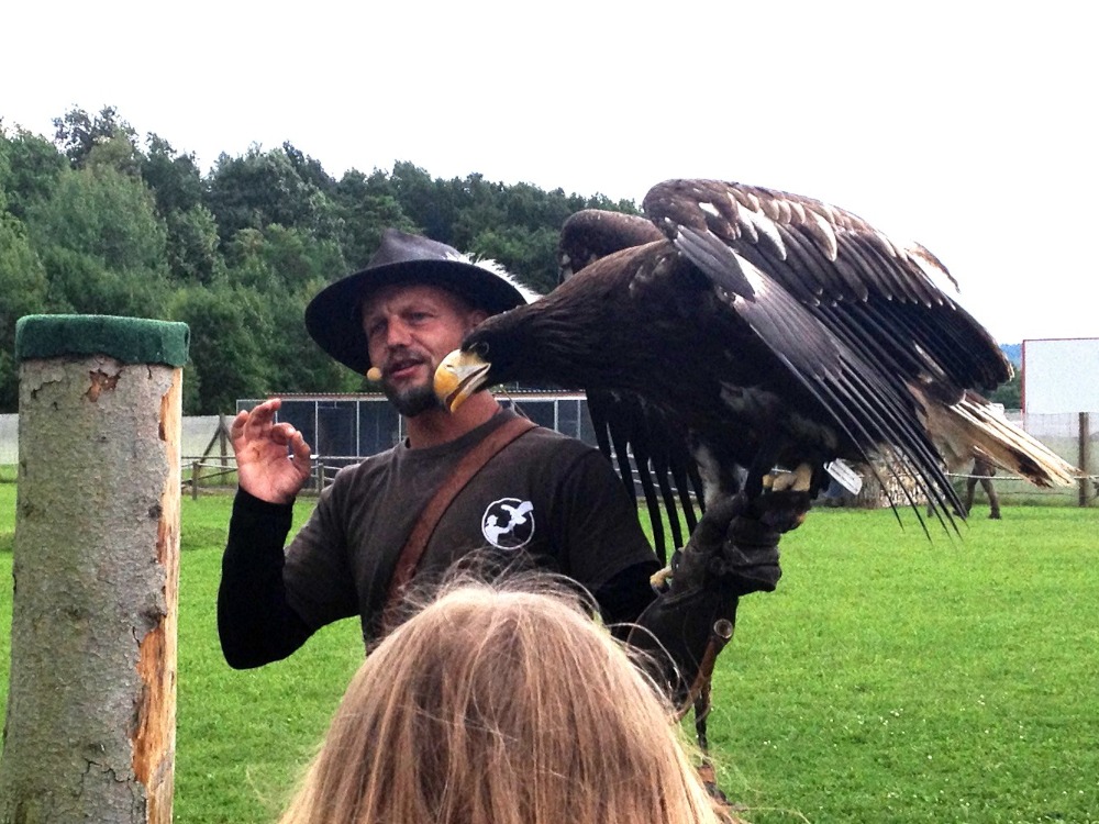 Der Falkner erklrt seine Arbeit. Er hat einen Adler auf seinem Arm.
