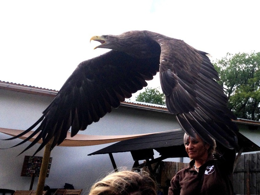 Adler startet seinen Flug und schwingt mit den Flgeln