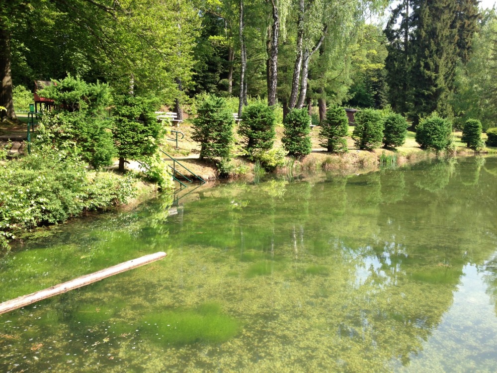 Unterer Teich mit frisch angelegten Bumen