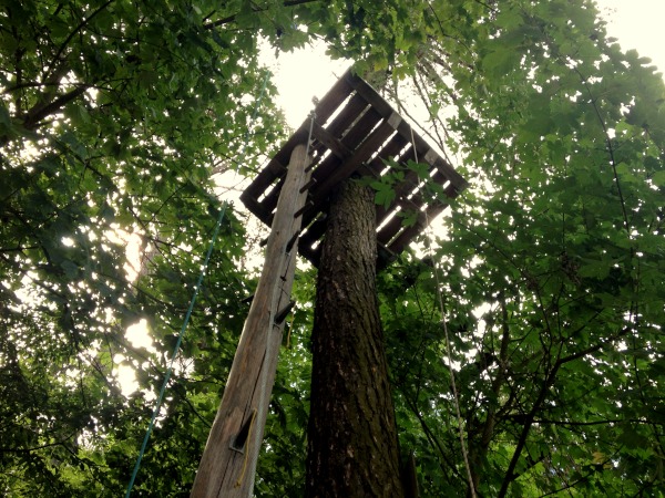 Holzplattform um Baumstamm, inmitten von grnbewachsenen Baumzweigen mit Blttern