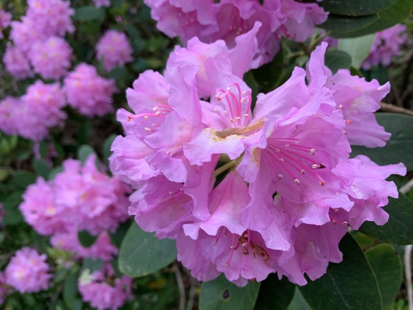 Lila Rhododendron Blte