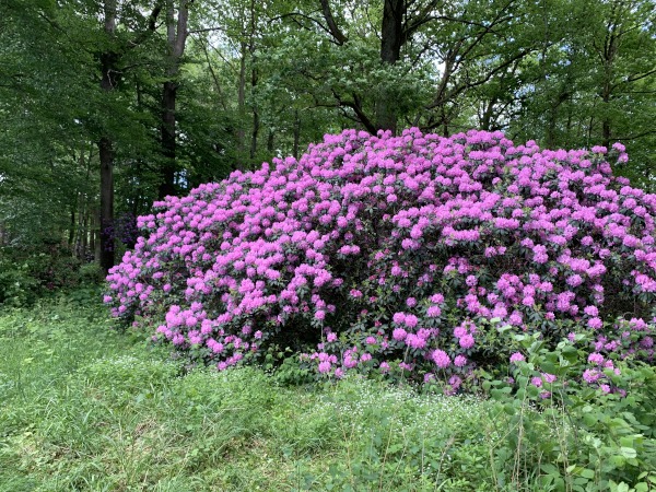 Groer lila Rhododendron Busch im Wald