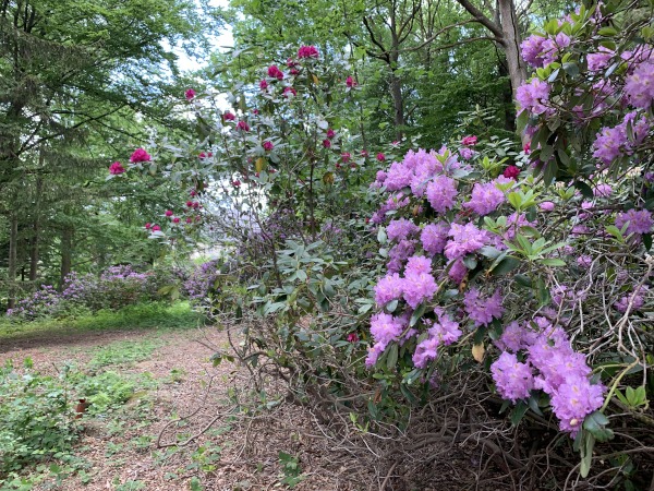 Blhende Rhododendronbsche im Wald