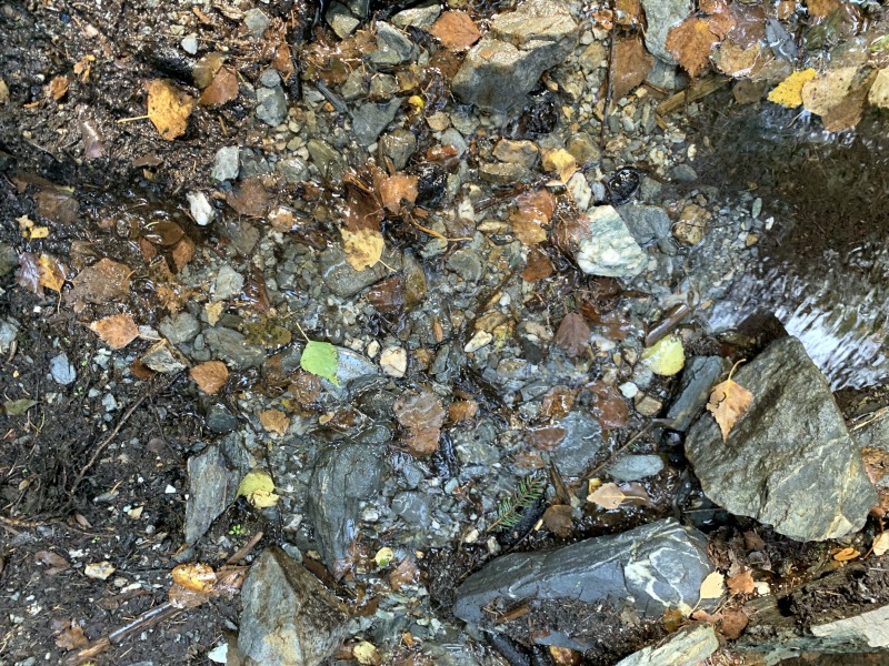 Wenig fließendes Wasser über Steine am Waldboden