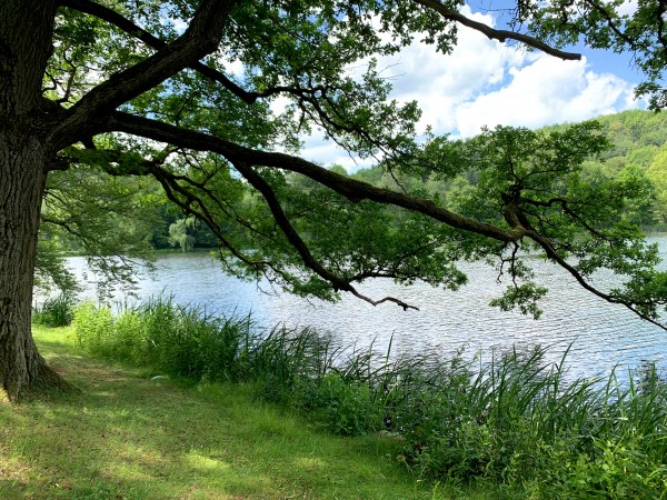 Baum am linken Bildrand. Großer Ast ragt über das gesamt Bild vor einem See nach rechts. Unten am Bild Ufer.