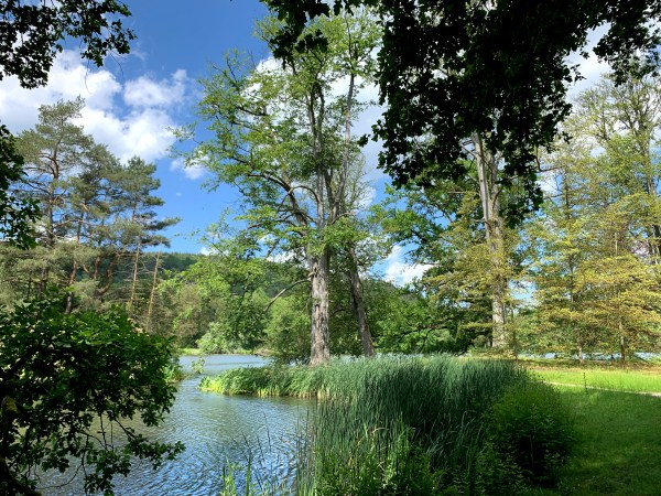 Verschiedene Bäume am Wasser. Ein Weg, kaum erkennbar, führt am Schilf vorbei am Wasser durch hochgewachene Bäume. Durch die Baumkronen scheint herrliches Wetter.