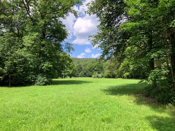 Große gemähte Wiese umringt von Bäumen