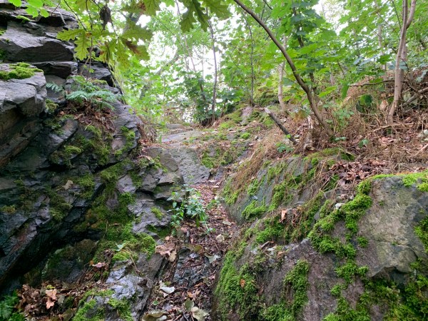 Eichenblätter, Ahornblätter und Moos an einem Felsen