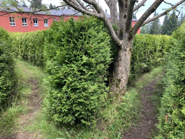 Abzweig in einem Irrgarten. An der echten Seite der Gabelung steht ein Baum bei dem man nur den Stamm und die Unterseite der Krone sieht. Auf der linken Seite im Hintergrund ein rotes Haus.