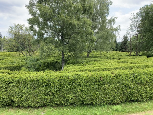 Birke in einem Irrgarten aus Hecken.