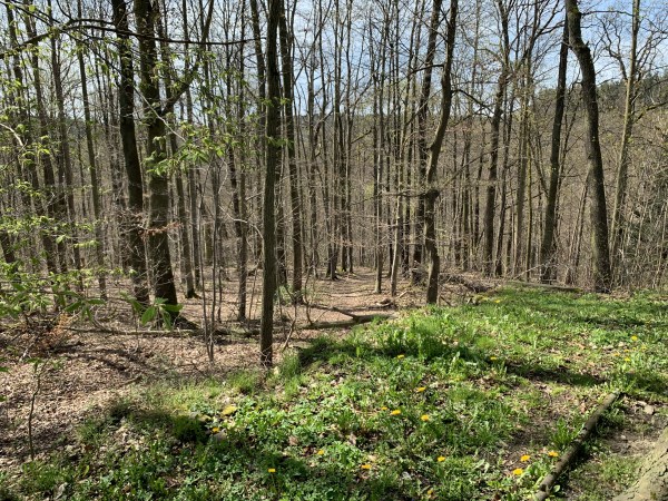 Etwas Wiese vor einem kahlen Wald kur vor dem Frühling