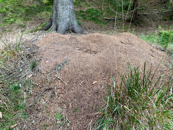 Breiter Ameisenberg vor einem Baum, zwischen Grasbüscheln.