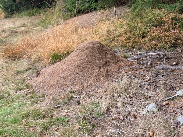 Ameisenhügel am Waldrand zwischen Grasbüscheln und Tannenzapfen