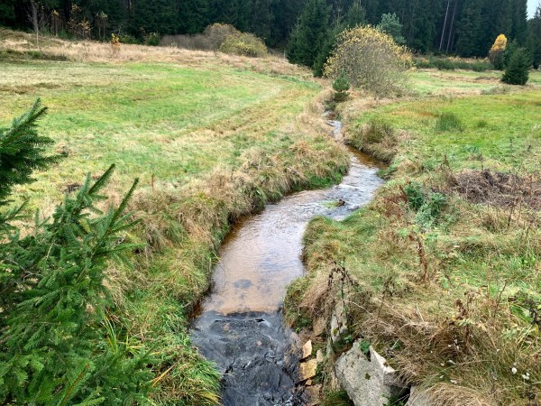 Bach zwischen einer Wiese. Auf der Wiese wachsen teilweise Kräuter. Nadelbäume am Waldrand zu sehen.