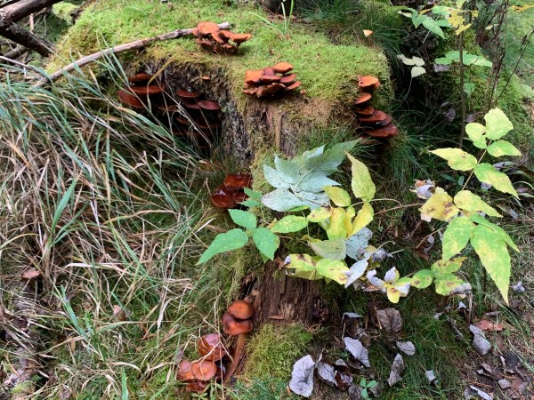 Moosbewachsener Baumstumpf mit kleinen Stäuchern, Gras und braunen Pilzen.