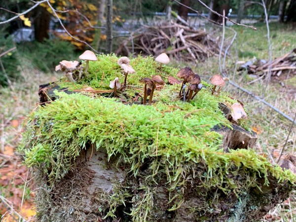 Birken-Baumstumpf im Wald, bewachsen mit Moos, darauf wachsen kleine Kappenpilze