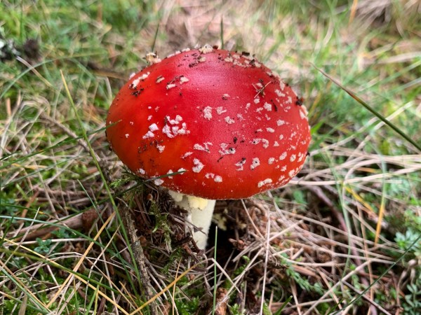 Fliegenpilz (Rote Kappe mit weißen Punkten) auf einer Wiese in Nahaufnahme