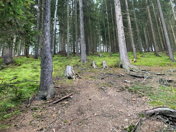 Baumstämme von Bäumen an einem Hang. Der Hang ist teilweise grasbewachsen. Vereinzelt stehen Baumstümpfe.