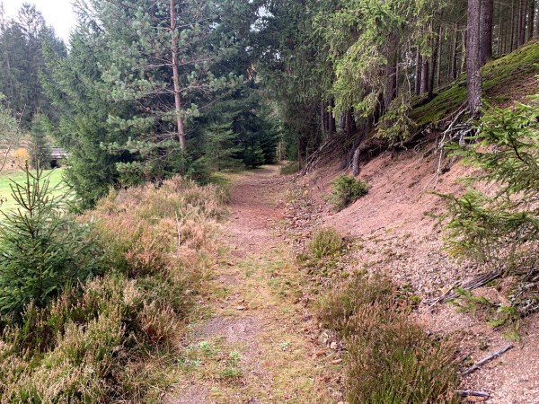 Schmaler Waldweg zwischen Wiese und Hang