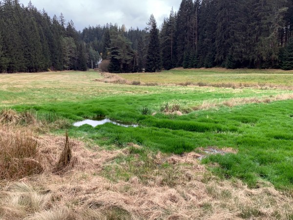 Grünes Gras auf brauner Wiese mit Bächlein vor Wald