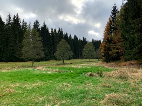 Grüne Wiese mit teils verdorrten Grasbüscheln. Bäume in regelmmäßigem Abstand stehen an einem nicht sichtbaren Bach. Die Aue wird umringt von Nadelbäumen. Es ist hell, aber leicht bewölkt.